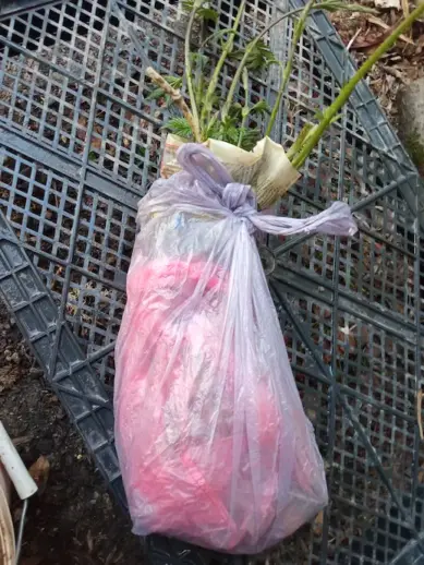 Саженец хмеля обыкновенного упакован для отправки почтой — корни в мху, побеги открыты