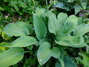 Хоста «Блю Энджел» (Hosta Blue Angel)