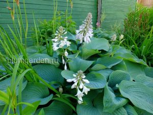 Хоста «Блю Энджел» (Hosta Blue Angel)