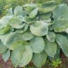Хоста Элеганс (Hosta sieboldiana Elegans) © blumgarden.ru