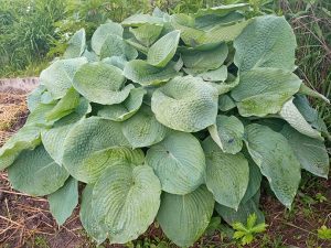 Хоста Элеганс (Hosta Sieboldiana Elegans) © Blumgarden.ru