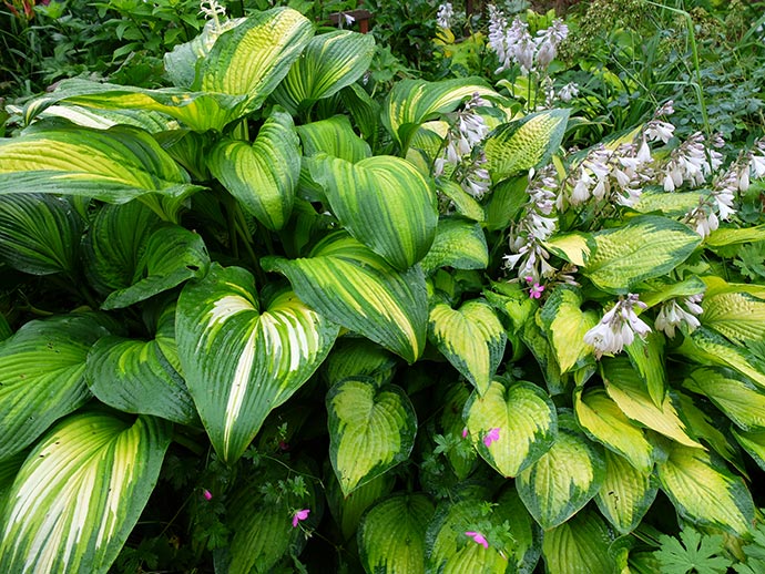 Хоста First Love и Paul's Glory © blumgarden.ru