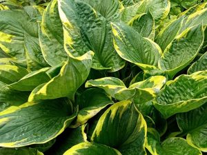 Хоста Форчуна Ауреомаргината (Hosta Fortunei Aureomarginata)