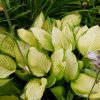 Хоста Голд Стандарт в августе побелела от солнца © blumgarden.ru