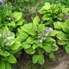 Кустики хосты Голден Тиары © blumgarden.ru