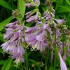 Цветущая хоста Golden Tiara © blumgarden.ru