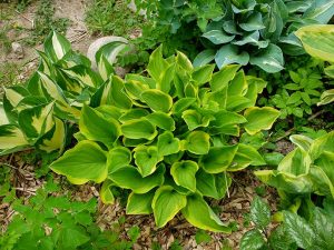 Хоста Golden Tiara в полутеневом миксбордере с хостами © Blumgarden.ru