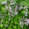 Хоста мини (minor) © blumgarden.ru