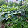Хоста Полс Глори в ландшафтном саду © blumgarden.ru