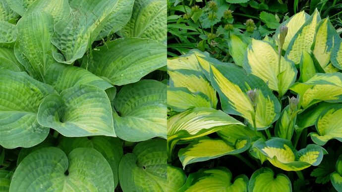 Изменение цвета хосты Паулс Глори: от зеленого весной до золотого летом © blumgarden.ru