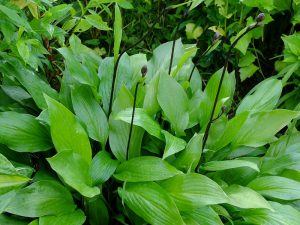 Хоста «Ред Октобер» (Hosta Red October)