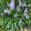 Хоста Стилетто цветет (Hosta Stiletto) © blumgarden.ru