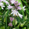 Хоста Whirlwind (Вирлвинд, Вольный ветер) © blumgarden.ru