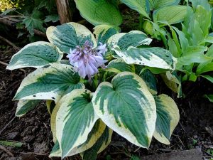 Хоста «Вайд Брим» (Hosta Wide Brim)