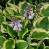 Хоста Вайд Брим (Hosta Wide Brim) © blumgarden.ru