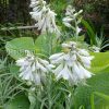 Хоста Зибольда (Hosta sieboldiana) © blumgarden.ru