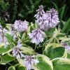 Хоста «Вайд Брим» цветет (Hosta Wide Brim) цветущая © blumgarden.ru
