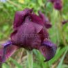 Ирис карликовый «Черри Гарден» © blumgarden.ru