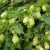 Хмель обыкновенный (Humulus lupulus) © blumgarden.ru