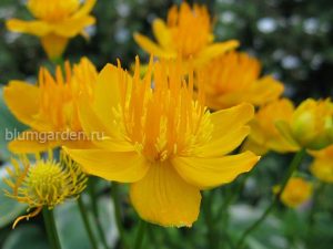 Купальница Ледебура (Trollius Ledebourii)