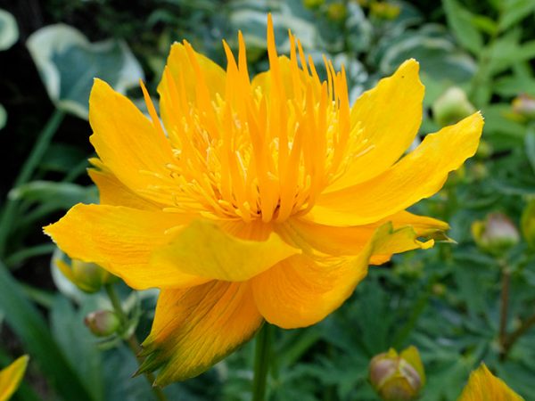 Купальница Ледебура купить в blumgarden.ru