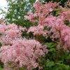 Лабазник красный (Filipendula rubra) © blumgarden.ru