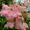 Лабазник красный (Filipendula rubra) © blumgarden.ru