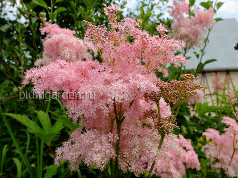 Лабазник красный (Filipendula rubra) © blumgarden.ru