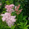 Лабазник красный (Filipendula rubra) © blumgarden.ru