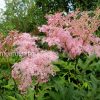 Лабазник красный (Filipendula rubra) © blumgarden.ru