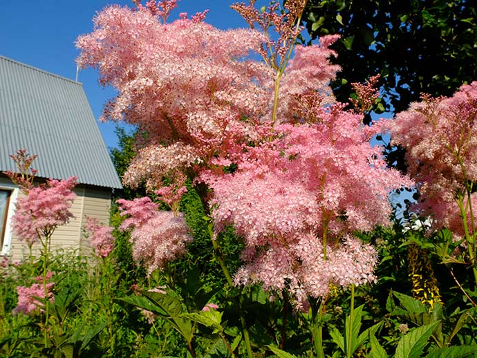 Лабазник красный «Венуста» (Filipendula rubra Venusta)