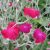 Лихнис корончатый (Lychnis coronaria) © blumgarden.ru