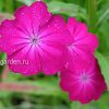 Лихнис корончатый (Lychnis coronaria) © blumgarden.ru