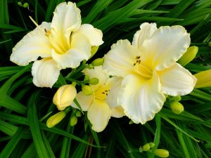 Лилейник Арктик Сноу (Hemerocallis Arctic Snow) © Blumgarden.ru