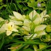 Лилейник белый Arctic Snow и побелевшая на солнце хоста Gold Standard © blumgarden.ru