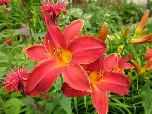 Лилейник красный «Алан» (Hemerocallis Hybrida Alan) © Blumgarden.ru