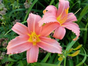 Лилейник «Пинк Дамаск» (Hemerocallis Pink Damask)