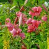 Лилия «Вишенка» и бузульник Пржевальского © blumgarden.ru