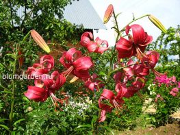 Лилия азиатская «Вишенка» © Blumgarden.ru