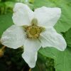 Малиноклен, малина душистая (Rubus odoratus) © blumgarden.ru