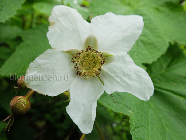 Малиноклен, малина душистая (Rubus Odoratus) © Blumgarden.ru