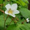 Малиноклен, малина душистая (Rubus odoratus) © blumgarden.ru