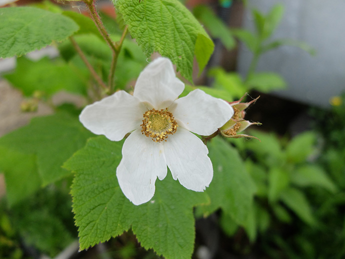 Малиноклен душистый (Rubus odoratus), малиноклен нутканский