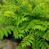 Саженцы маньчжурского ореха с ЗКС © blumgarden.ru