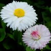 Маргаритки белые цветы и розовые © blumgarden.ru