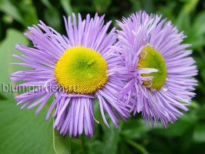 Мелколепестник красивый, эригерон (Erigeron Speciosus)