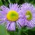 Мелколепестник красивый (Erigeron speciosus) © blumgarden.ru