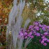 Мискантус китайский (Miscanthus sinensis) © blumgarden.ru