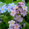 Незабудка альпийская голубая и розовая © blumgarden.ru