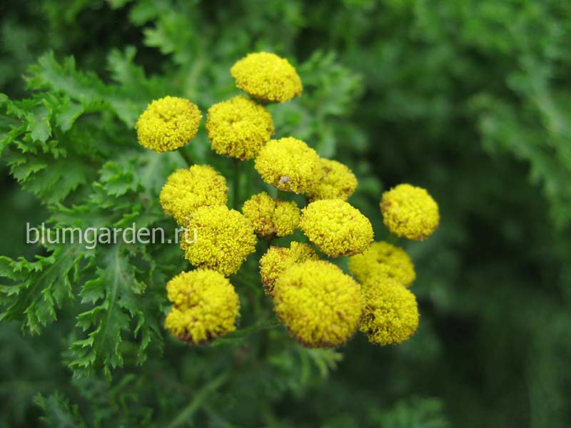 Пижма курчавая «Криспа» (Tanacetum vulgare Crispa)